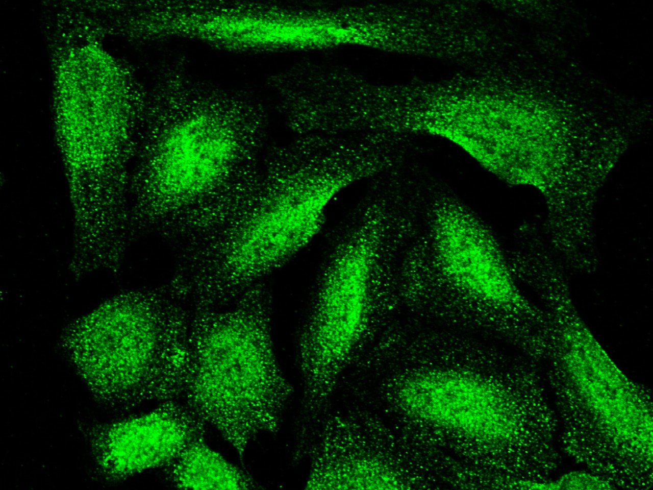 ARL2BP Antibody (001) - Azide and BSA Free