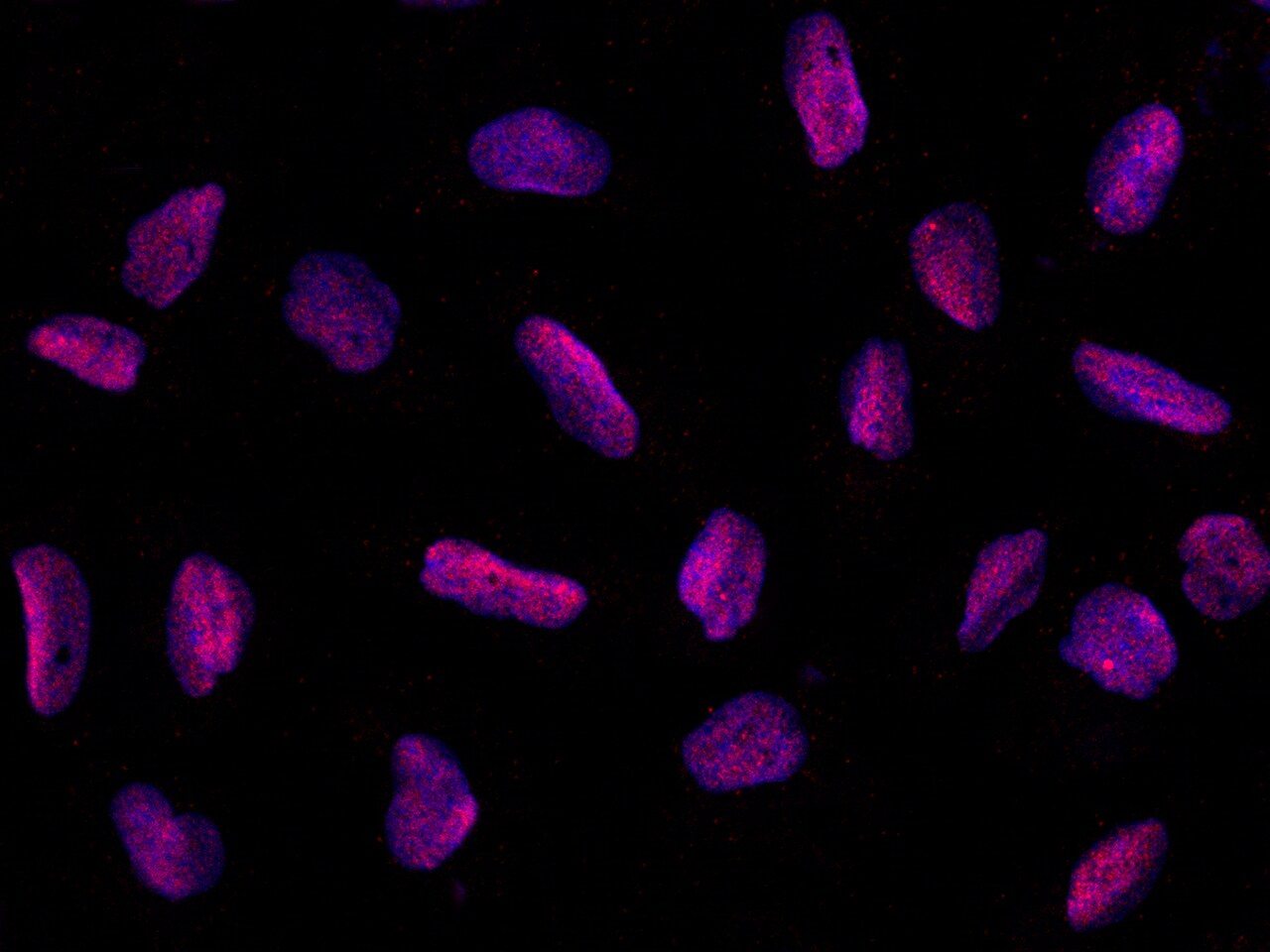 PPIL2 Antibody (015) - Azide and BSA Free