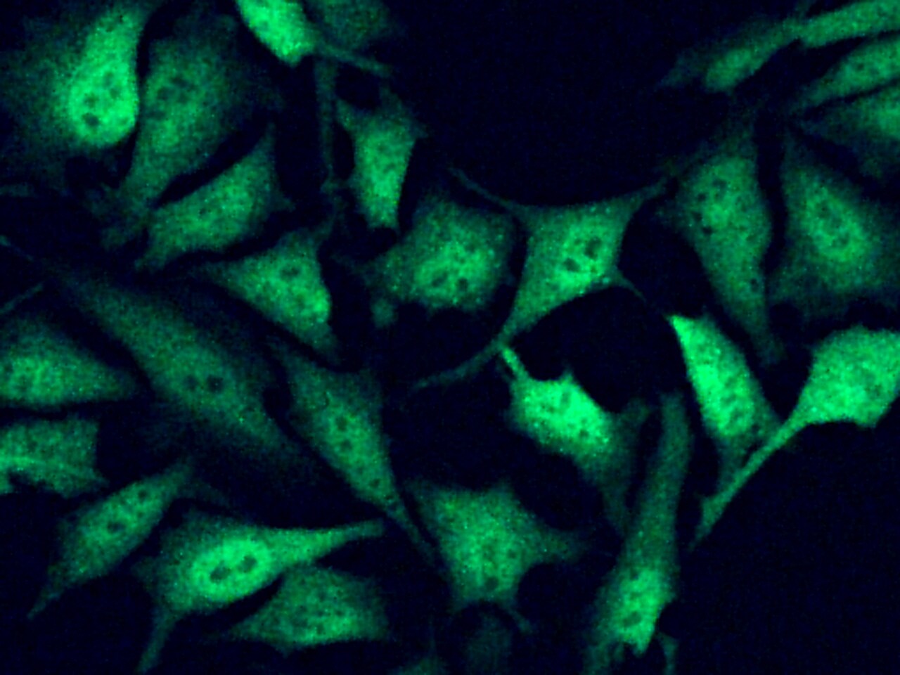FHIT Antibody (104) - Azide and BSA Free