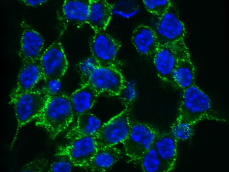 4-1BB Ligand/TNFSF9 Antibody (014) - Azide and BSA Free