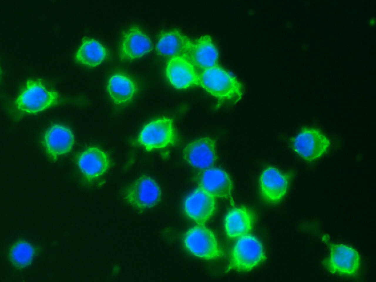 Fc gamma RI/CD64 Antibody (027) - Azide and BSA Free