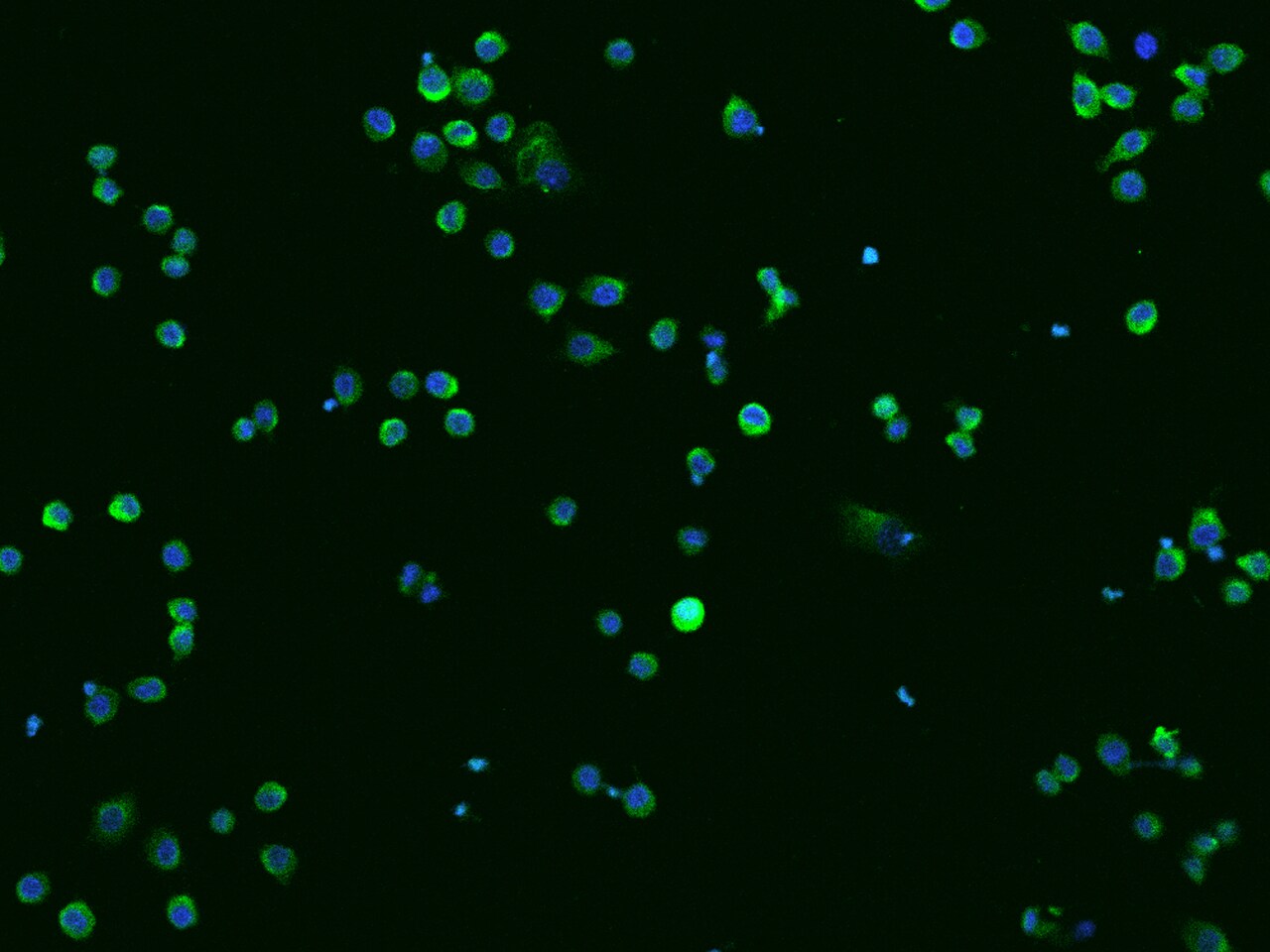 Cathepsin X/Z/P Antibody (009) - Azide and BSA Free