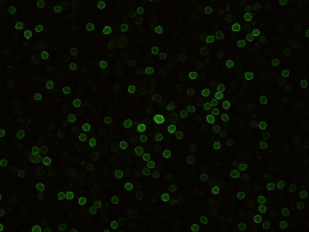 CD27/TNFRSF7 Antibody (012) - Azide and BSA Free