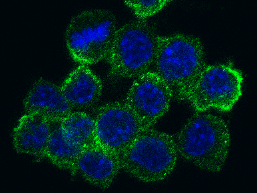 SR-AI/MSR Antibody (004) - Azide and BSA Free