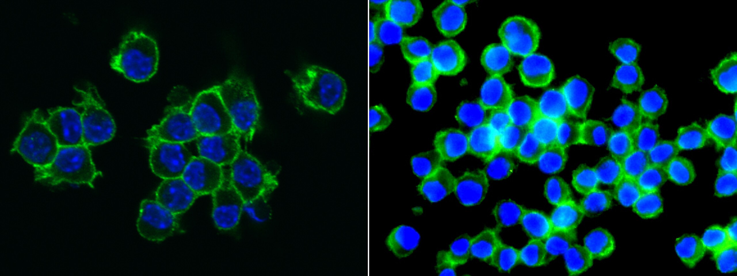 CD155/PVR Antibody (305) - Azide and BSA Free