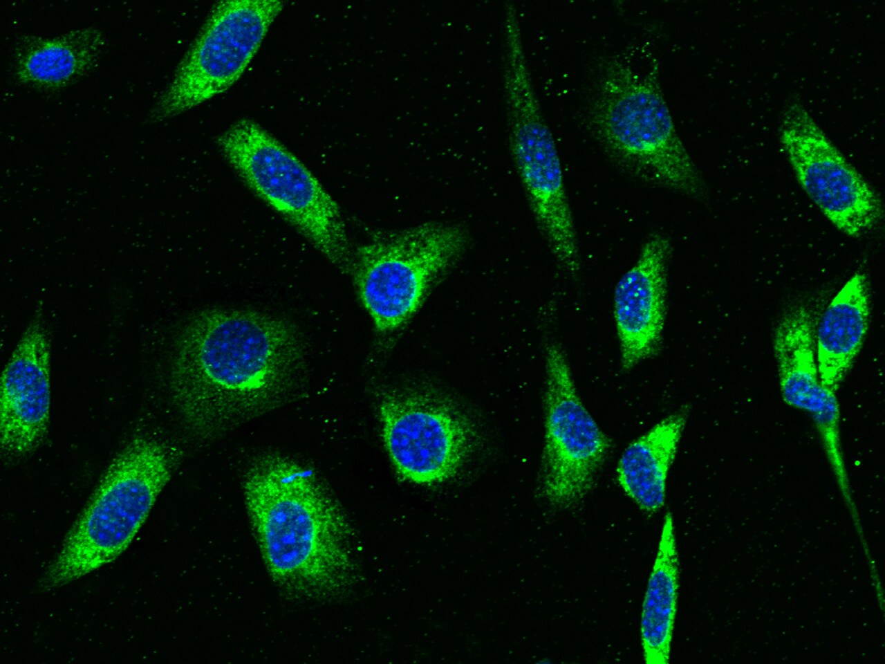 LRPAP Antibody (009) - Azide and BSA Free