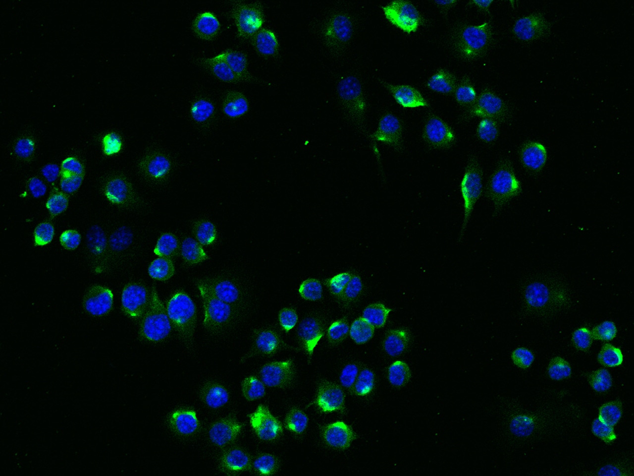 LDLR Antibody (004) - Azide and BSA Free