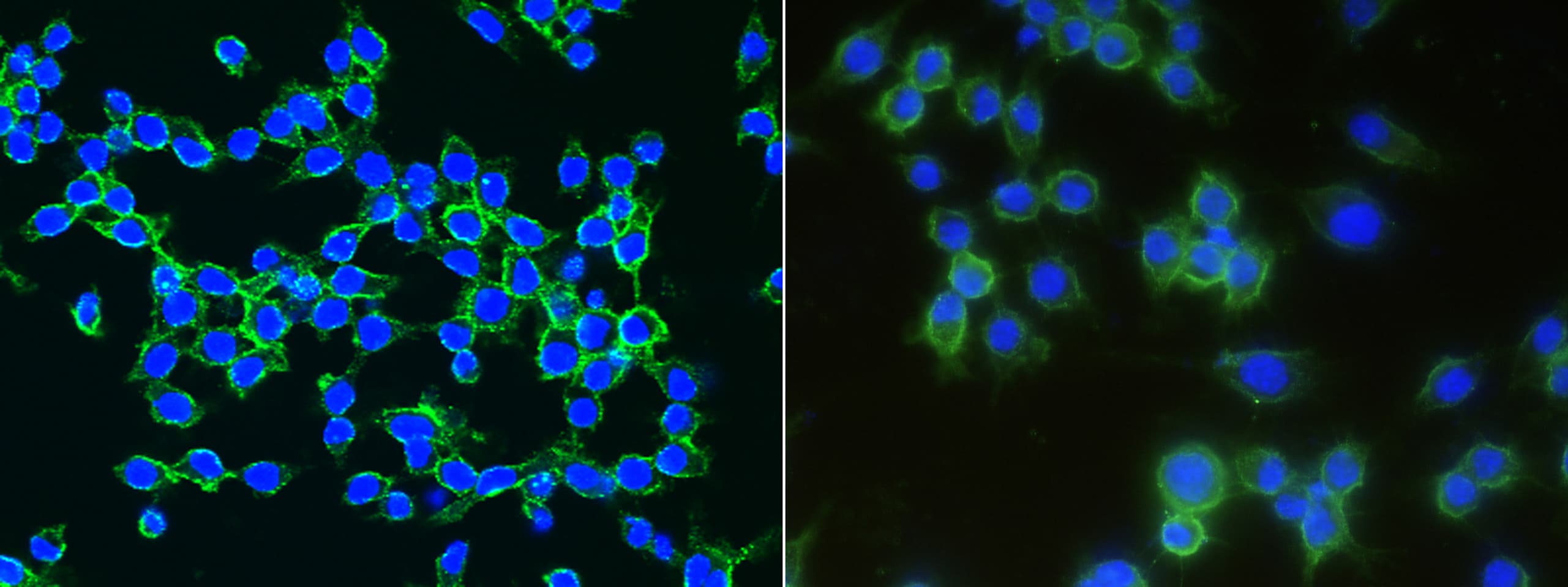 LDLR Antibody (032) - Azide and BSA Free
