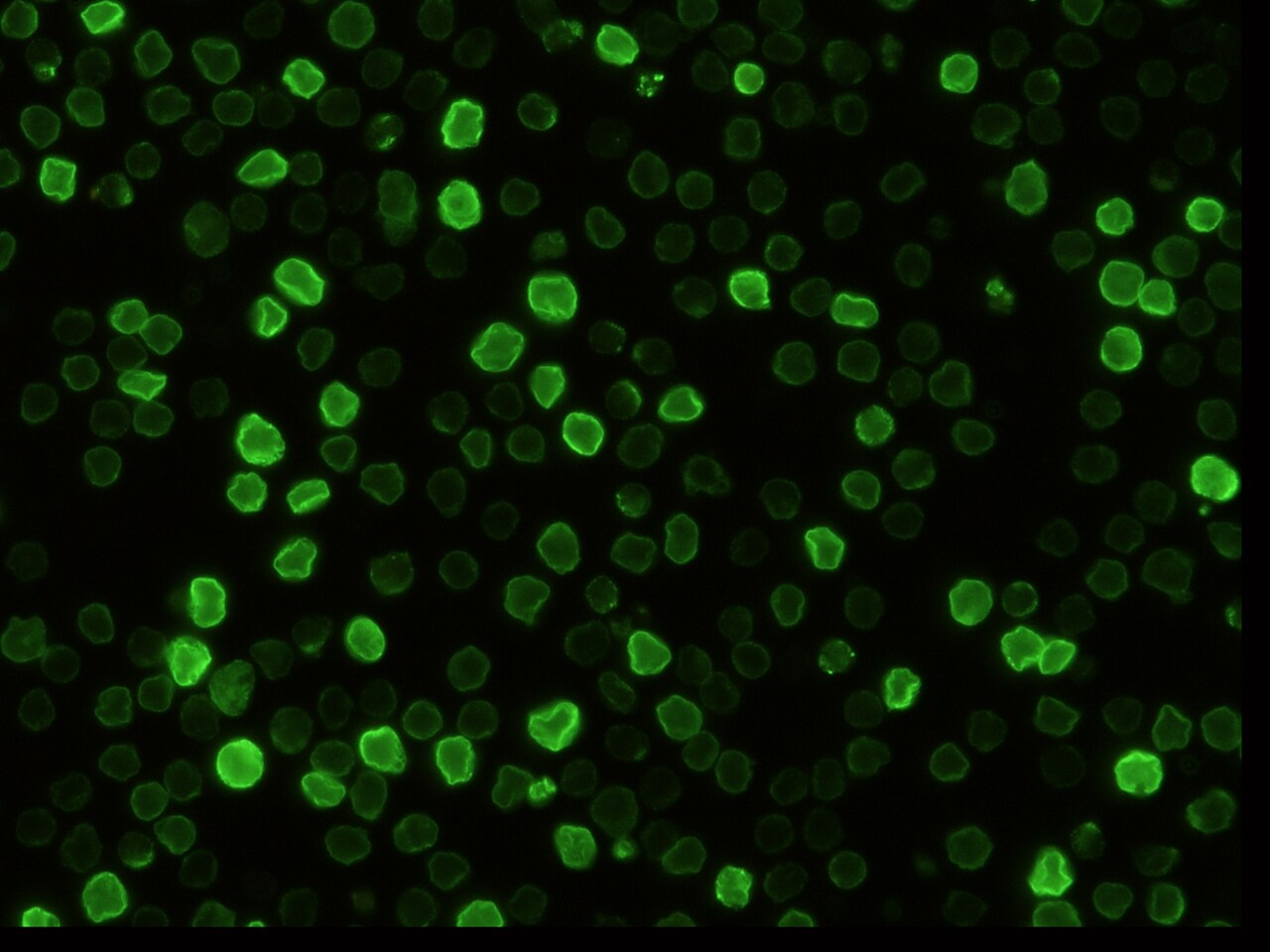 EMMPRIN/CD147 Antibody (041) - Azide and BSA Free