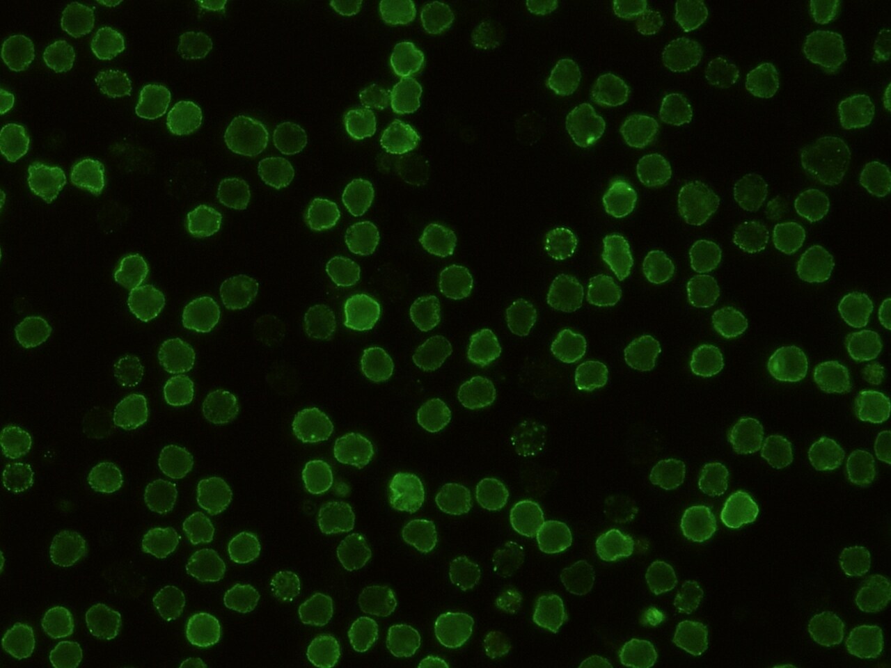CD48/SLAMF2 Antibody (341) - Azide and BSA Free