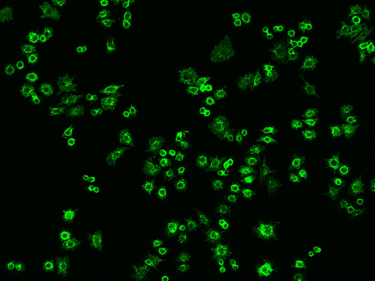 ICAM-1/CD54 Antibody (009) - Azide and BSA Free