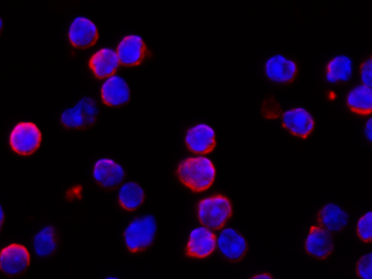 IFN-alpha/beta R1 Antibody (110) - Azide and BSA Free
