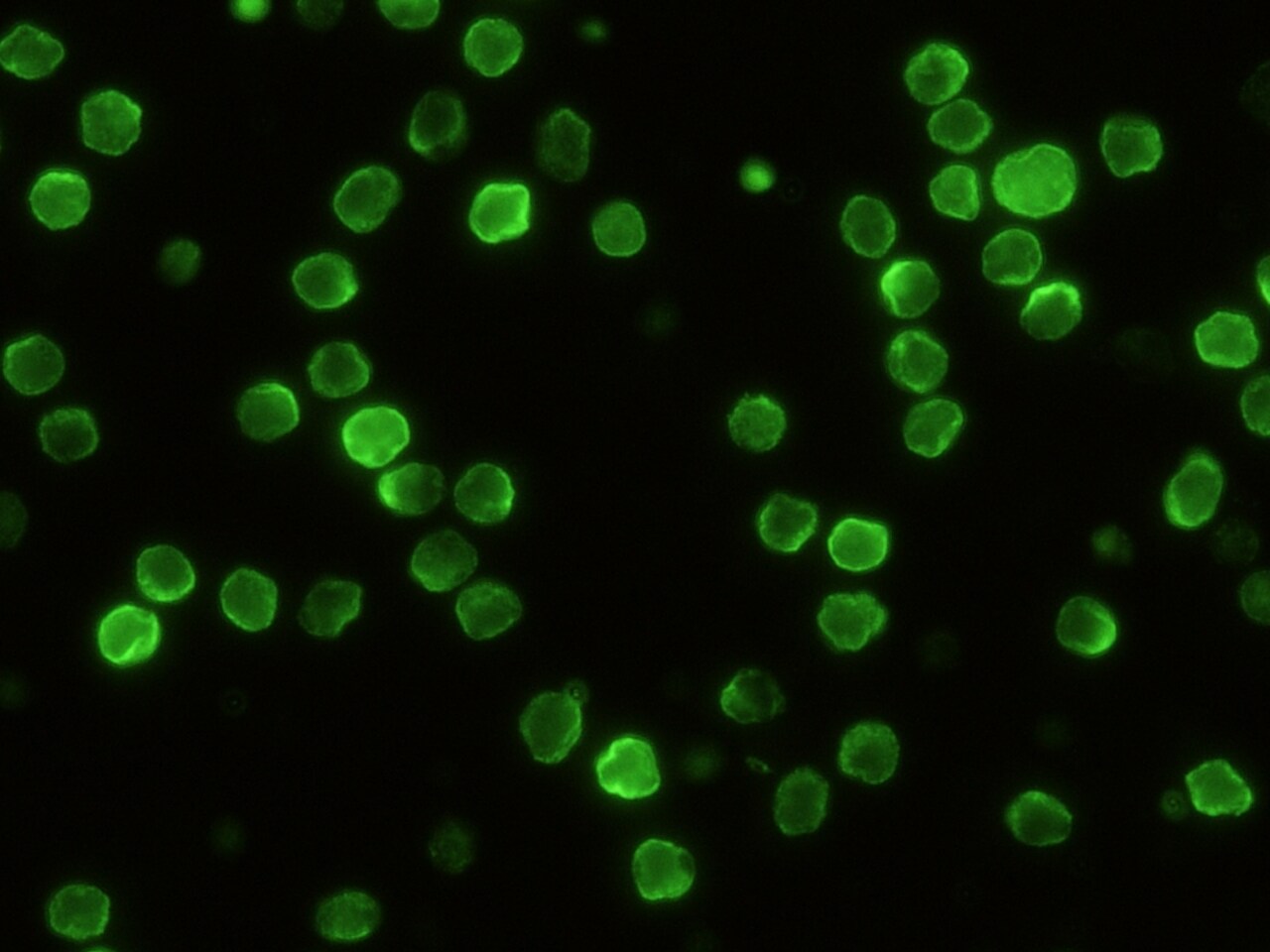 CD229/SLAMF3/Lymphocyte Antigen 9 Antibody (002) - Azide and BSA Free