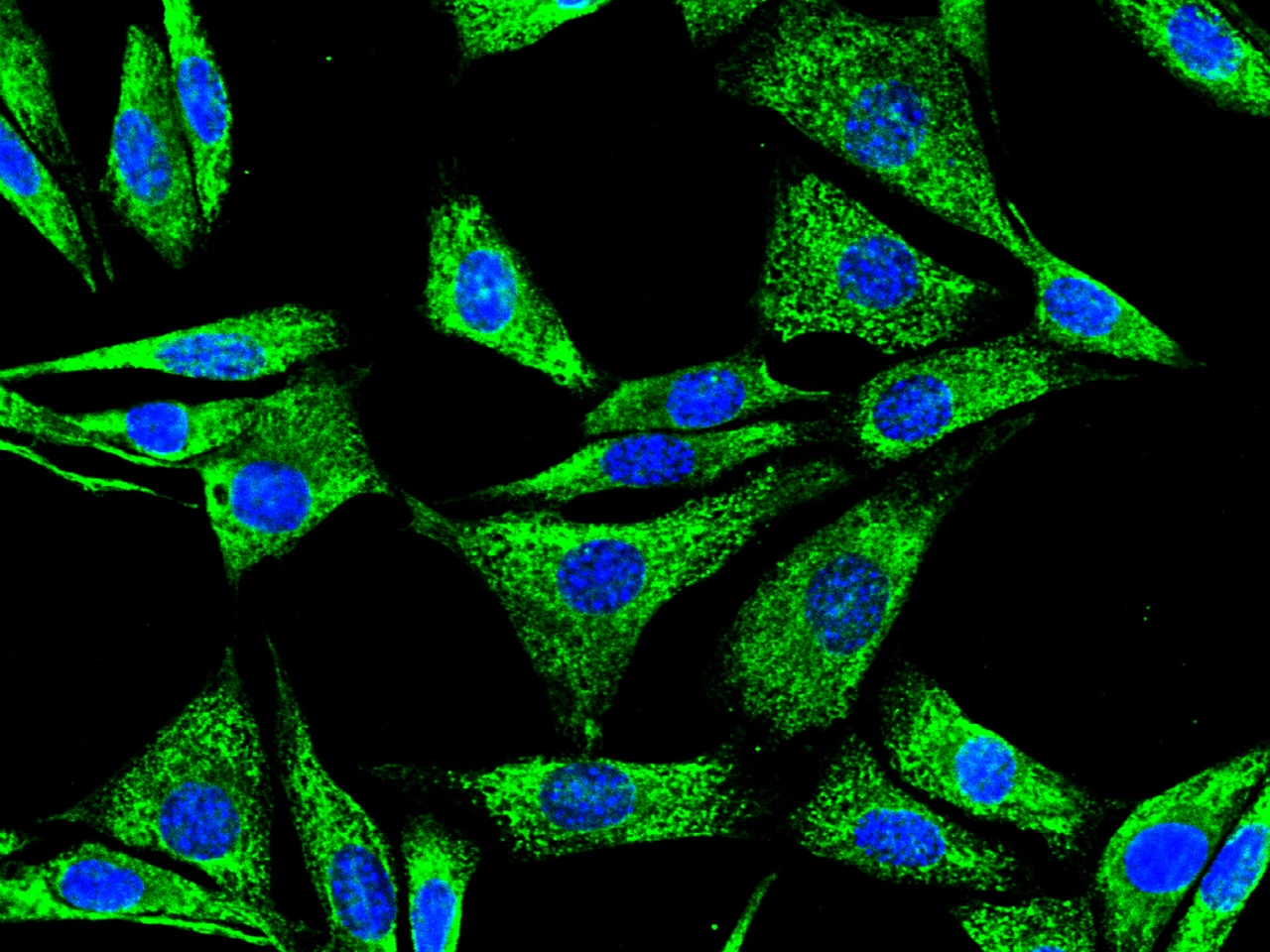 Protein Disulfide Isomerase/P4HB Antibody (023) - Azide and BSA Free