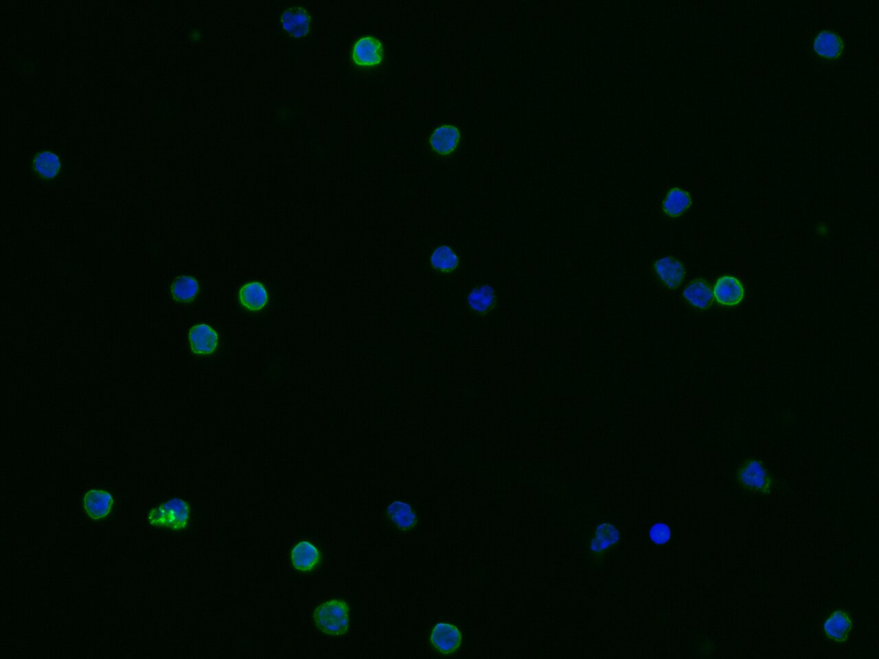 CD23/Fc epsilon RII Antibody (007) - Azide and BSA Free