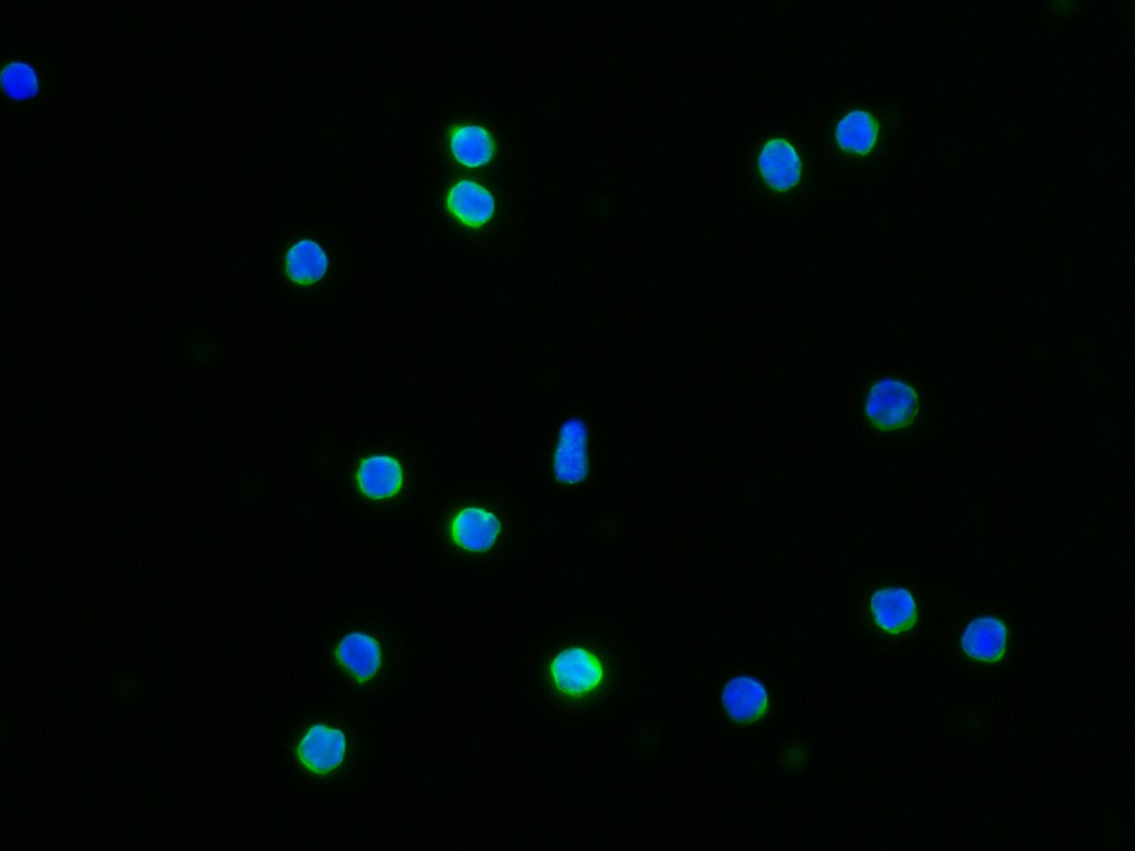 IFN-gamma R1/CD119 Antibody (062) - Azide and BSA Free