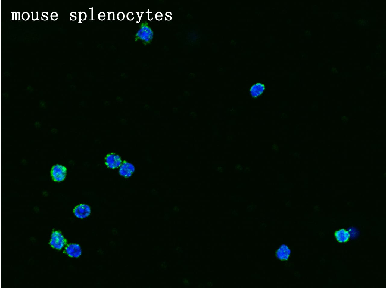 Syndecan-4 Antibody (047) - Azide and BSA Free
