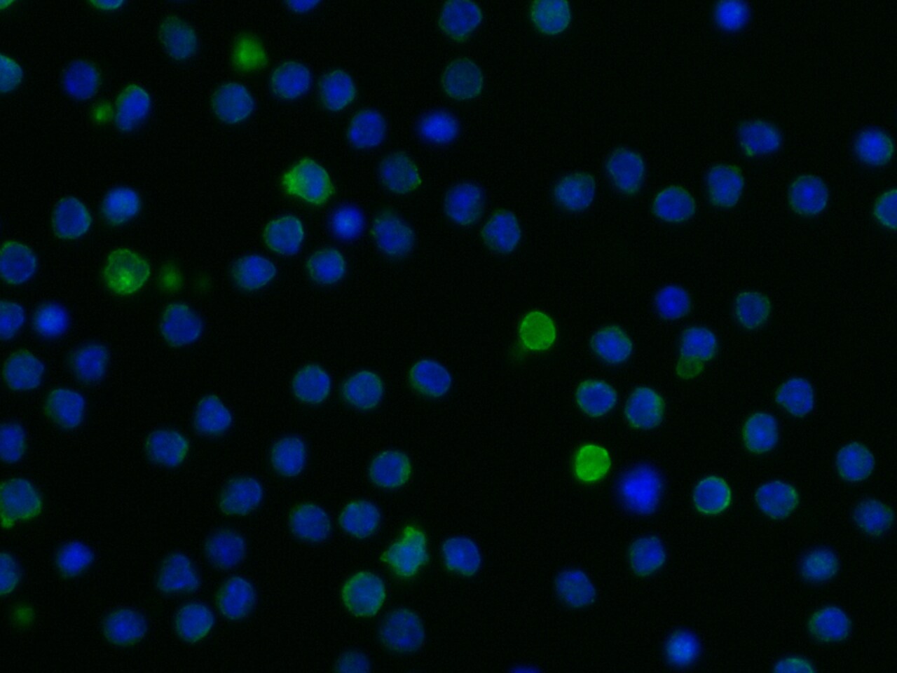 ILT5/CD85a/LILRB3 Antibody (058) - Azide and BSA Free
