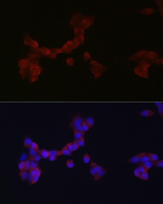 DAB1 Antibody - Azide and BSA Free