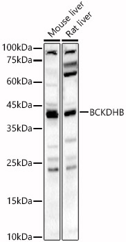 BCKDHB Antibody - BSA Free
