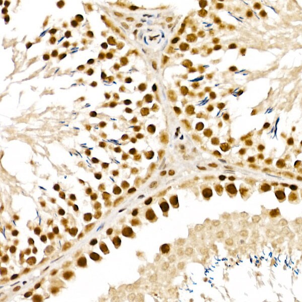 ALKBH5 Antibody - Azide and BSA Free