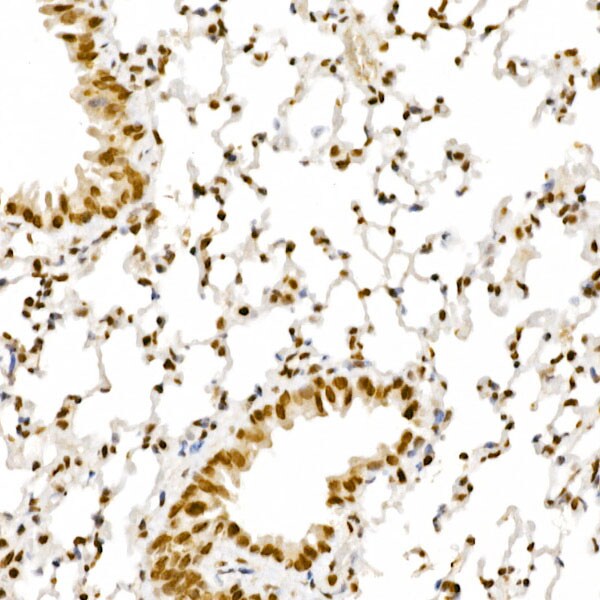 ALKBH5 Antibody - Azide and BSA Free