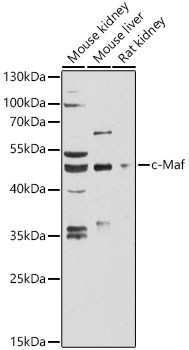 c-Maf Antibody - Azide and BSA Free