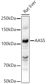 AASS Antibody - Azide and BSA Free