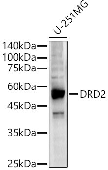 Dopamine D2R/DRD2 Antibody - Azide and BSA Free