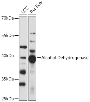 alcohol dehydrogenase Antibody - Azide and BSA Free
