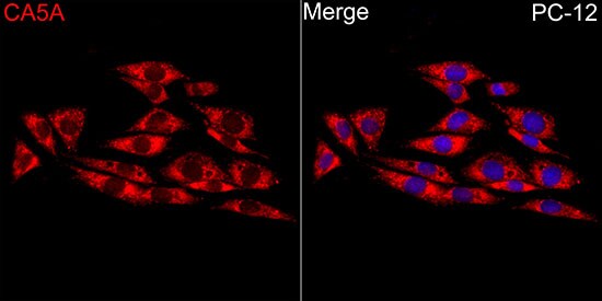 Carbonic Anhydrase VA/CA5A Antibody - Azide and BSA Free