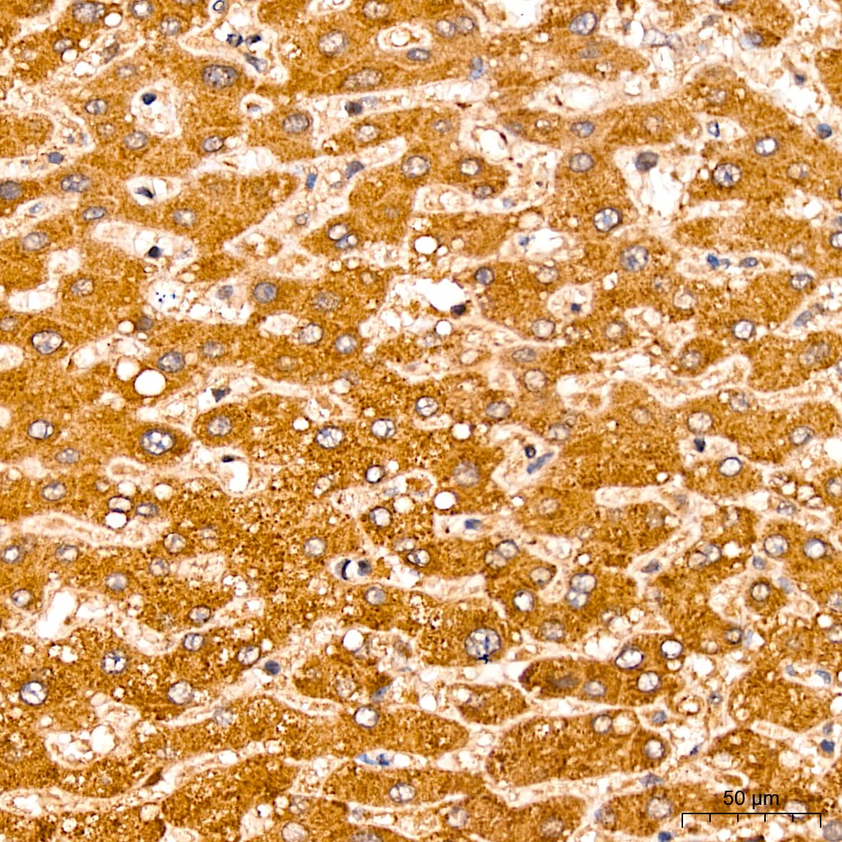 CNBP Antibody - Azide and BSA Free