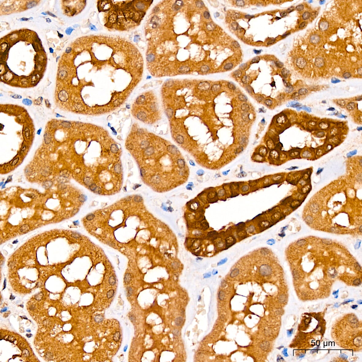 CNBP Antibody - Azide and BSA Free