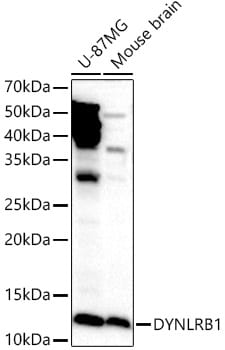 Dynein light chain 2a cytoplasmic Antibody - Azide and BSA Free