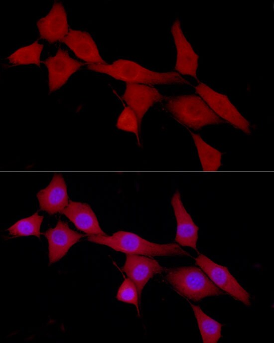 CAB39 Antibody - Azide and BSA Free