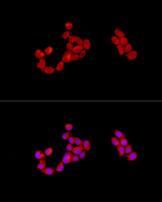 CAB39 Antibody - Azide and BSA Free