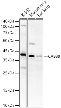 CAB39 Antibody - Azide and BSA Free