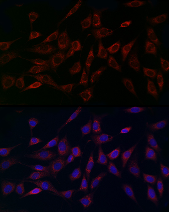 CCDC109A Antibody - Azide and BSA Free