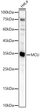 CCDC109A Antibody - Azide and BSA Free