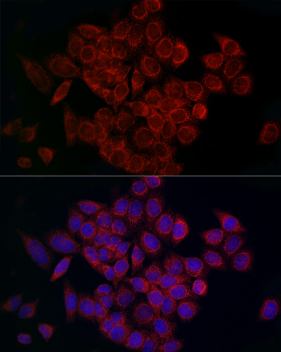 CCDC109A Antibody - Azide and BSA Free