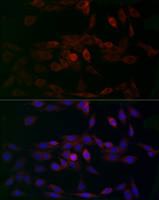 CCDC109A Antibody - Azide and BSA Free