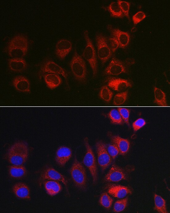BOK Antibody - Azide and BSA Free
