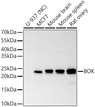 BOK Antibody - Azide and BSA Free