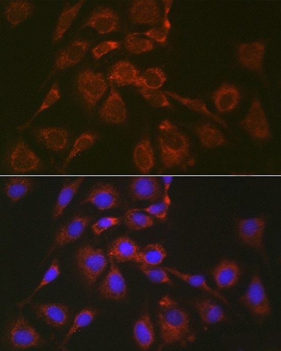 BOK Antibody - Azide and BSA Free
