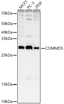 COMMD5 Antibody - Azide and BSA Free