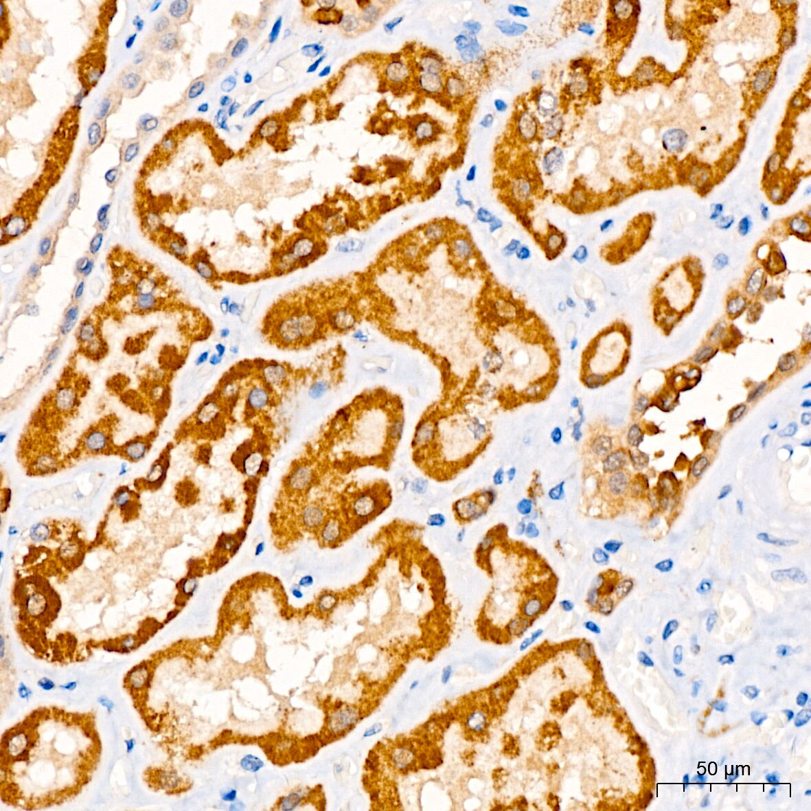 Choline dehydrogenase Antibody - Azide and BSA Free