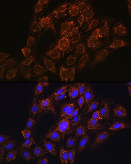 CHCHD2 Antibody - Azide and BSA Free