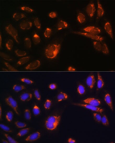 CHCHD2 Antibody - Azide and BSA Free