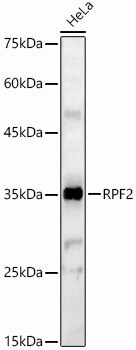 BXDC1 Antibody - Azide and BSA Free
