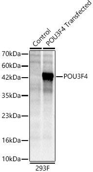 BRN4 Antibody - Azide and BSA Free
